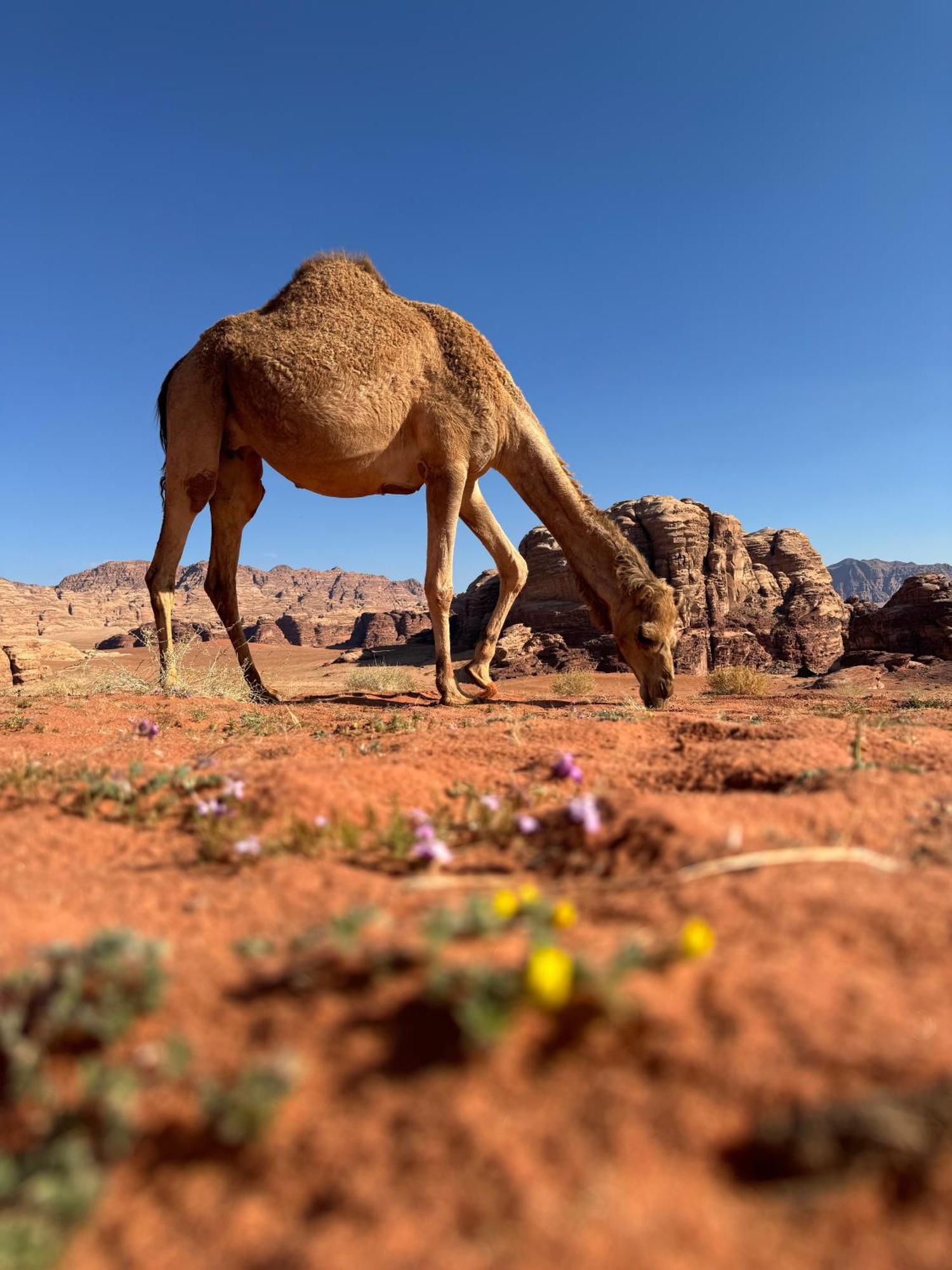 Desert Bird Camp Wadi Rum Eksteriør billede