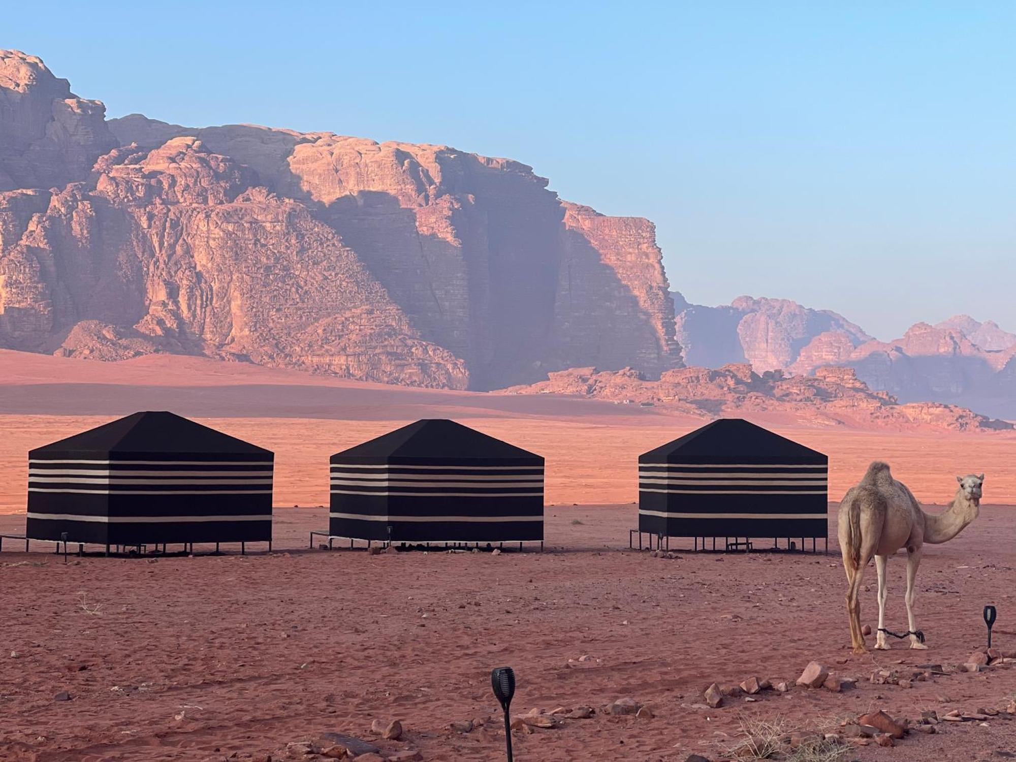 Desert Bird Camp Wadi Rum Eksteriør billede